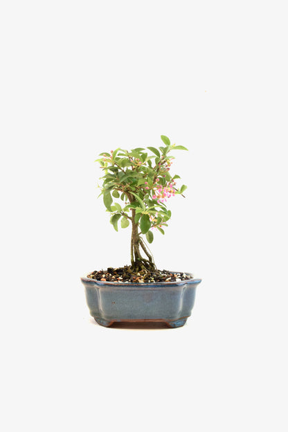 Rare Barbados Cherry Bonsai Ceramic 6" Pot - One of a Kind Bonsai