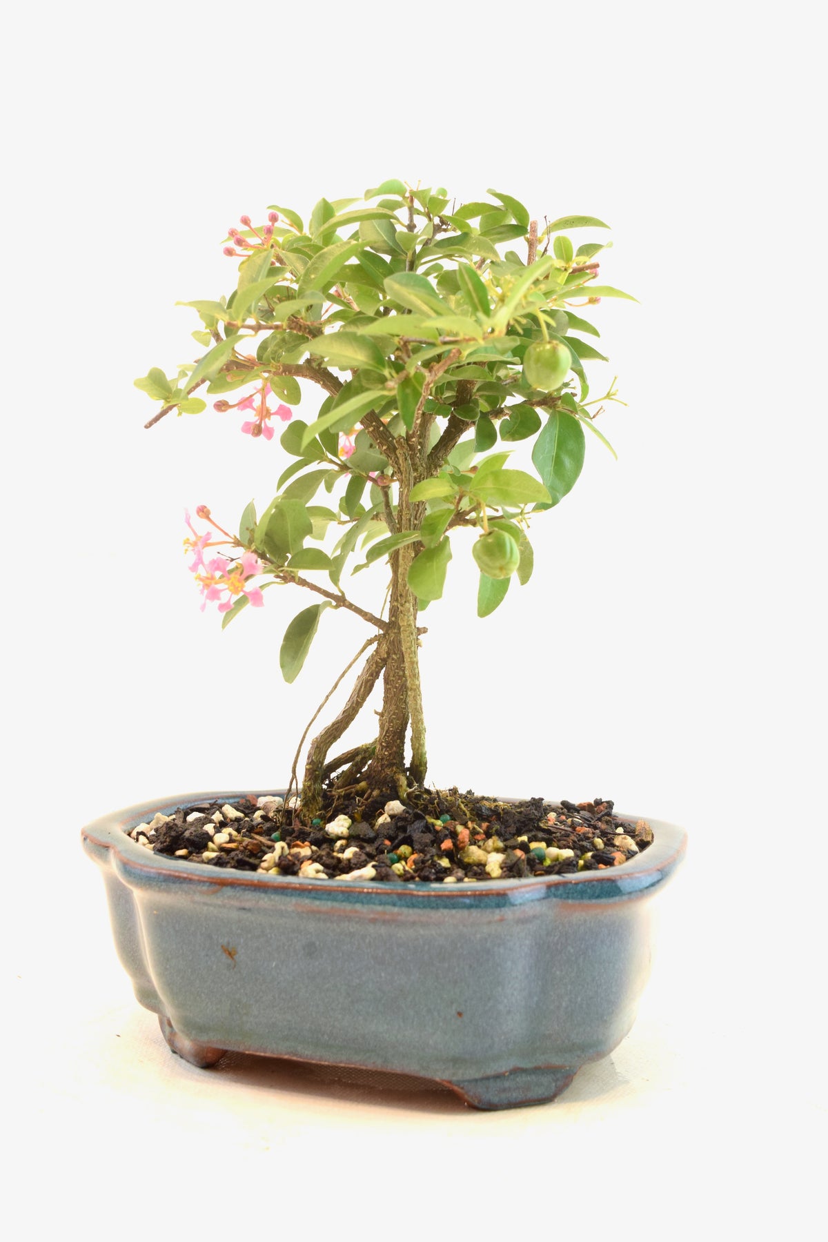 Rare Barbados Cherry Bonsai Ceramic 6" Pot - One of a Kind Bonsai