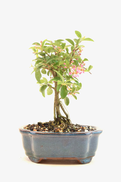 Rare Barbados Cherry Bonsai Ceramic 6" Pot - One of a Kind Bonsai