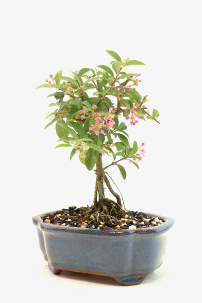 Rare Barbados Cherry Bonsai Ceramic 6" Pot - One of a Kind Bonsai