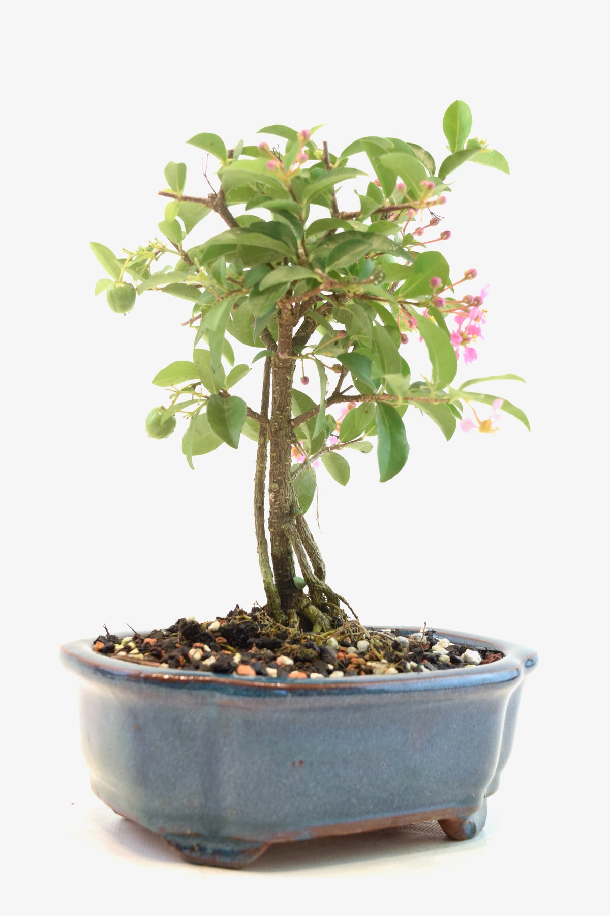 Rare Barbados Cherry Bonsai Ceramic 6" Pot - One of a Kind Bonsai