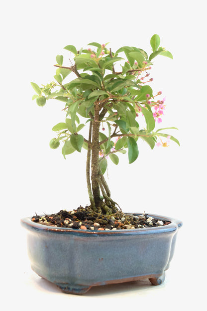 Rare Barbados Cherry Bonsai Ceramic 6" Pot - One of a Kind Bonsai