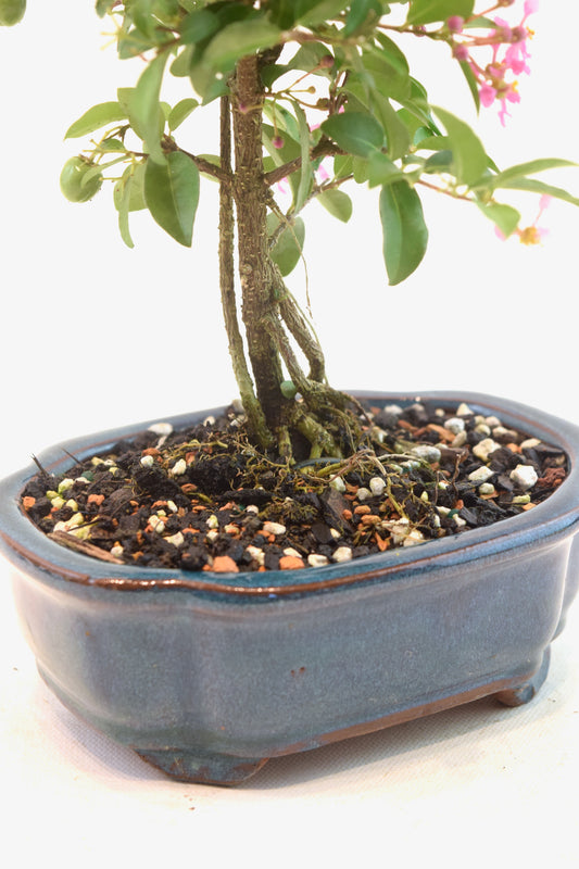 Rare Barbados Cherry Bonsai Ceramic 6" Pot - One of a Kind Bonsai