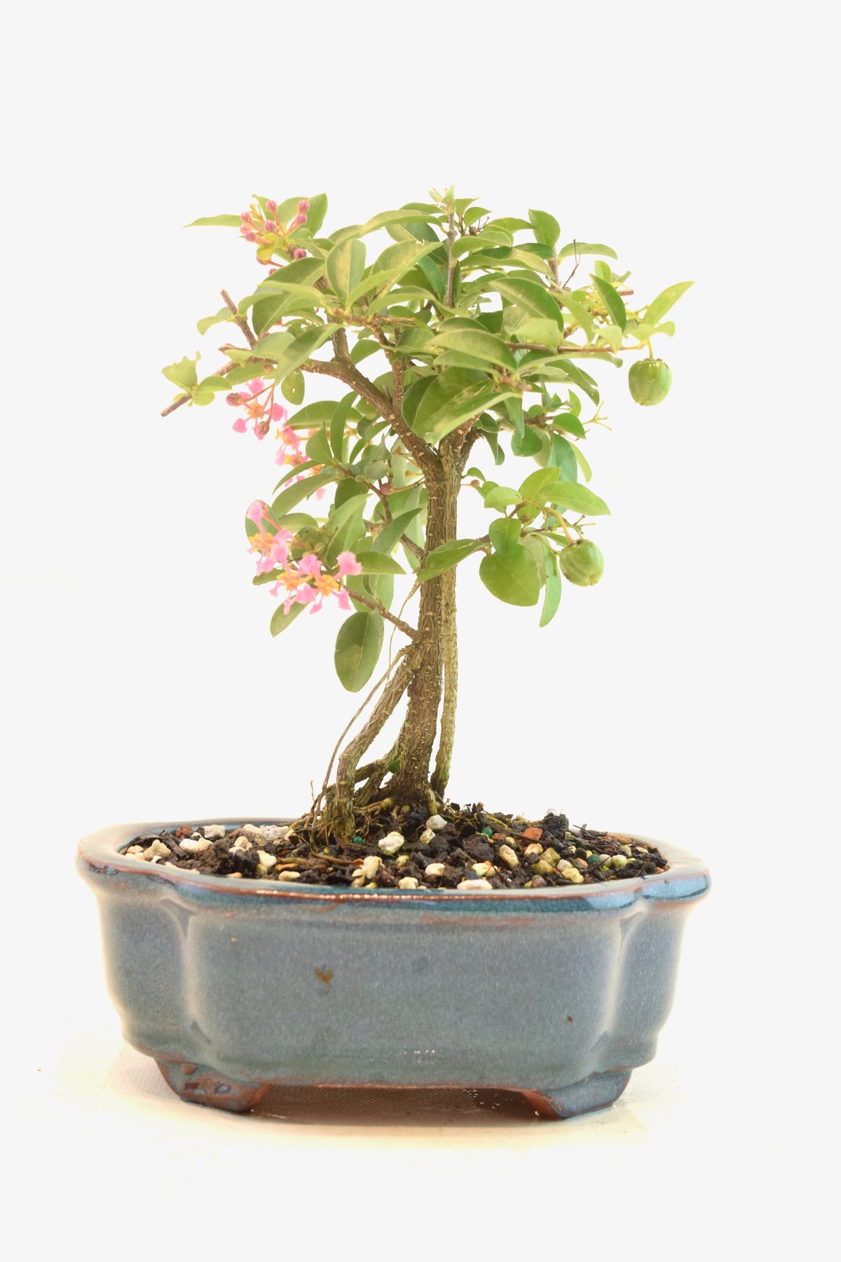 Rare Barbados Cherry Bonsai Ceramic 6" Pot - One of a Kind Bonsai