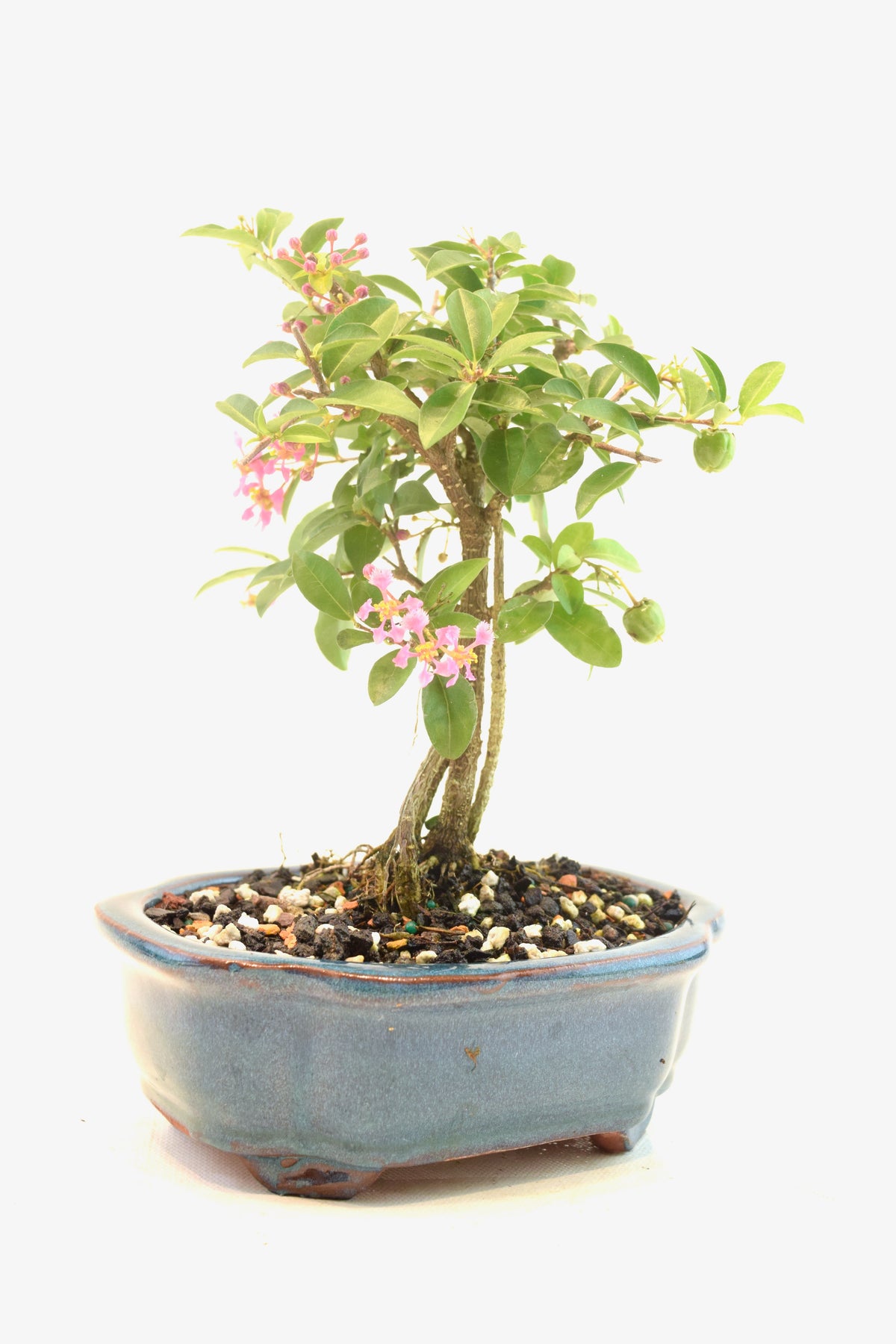 Rare Barbados Cherry Bonsai Ceramic 6" Pot - One of a Kind Bonsai