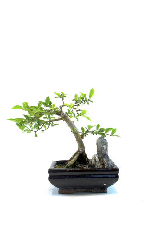 Barbados Cherry Bonsai Ceramic 5.5" Pot - One of a Kind Bonsai