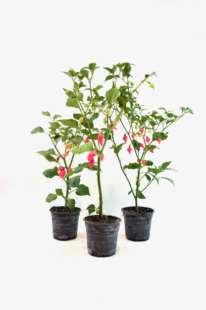 Biquinho Pepper Plant – 4" Pot | Colorful Edible Pepper