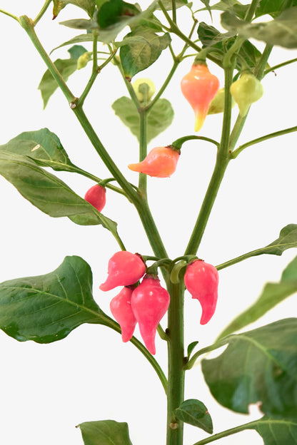Biquinho Pepper Plant – 4" Pot | Colorful Edible Pepper