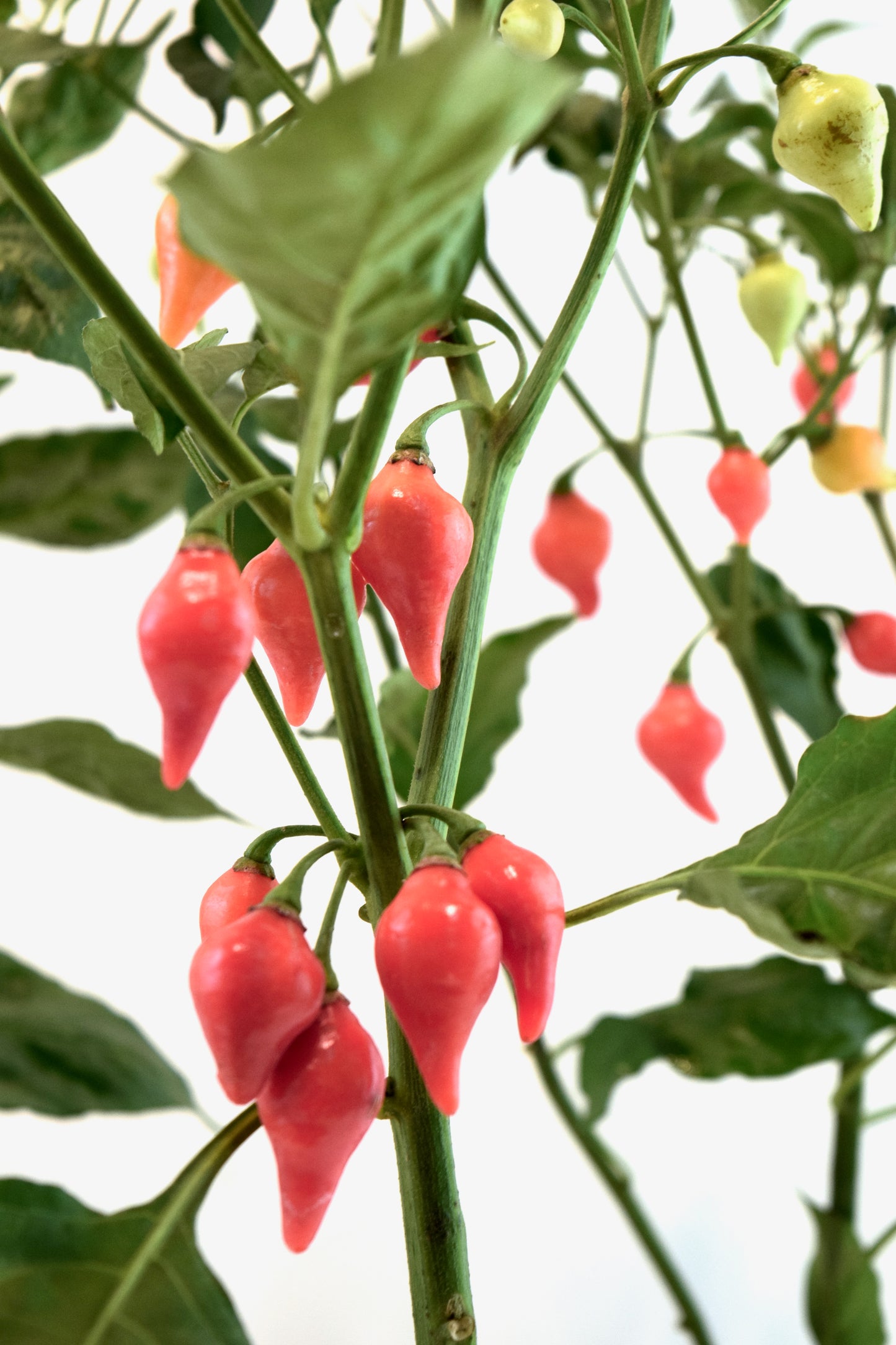 Biquinho Pepper Plant – 4" Pot | Colorful Edible Pepper