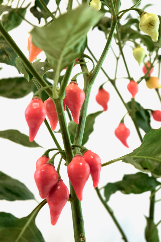 Biquinho Pepper Plant – 4" Pot | Colorful Edible Pepper