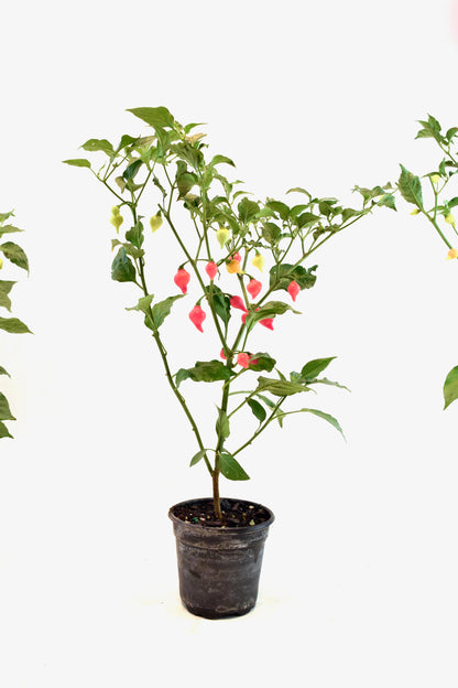 Biquinho Pepper Plant – 4" Pot | Colorful Edible Pepper