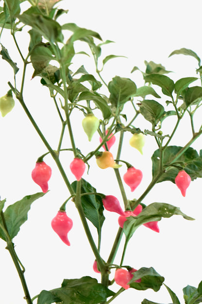 Biquinho Pepper Plant – 4" Pot | Colorful Edible Pepper