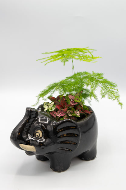 elephant indoor planter Shop Elephant Planter – Charming and Unique Garden Decor – Elemental Bonsai Nursery