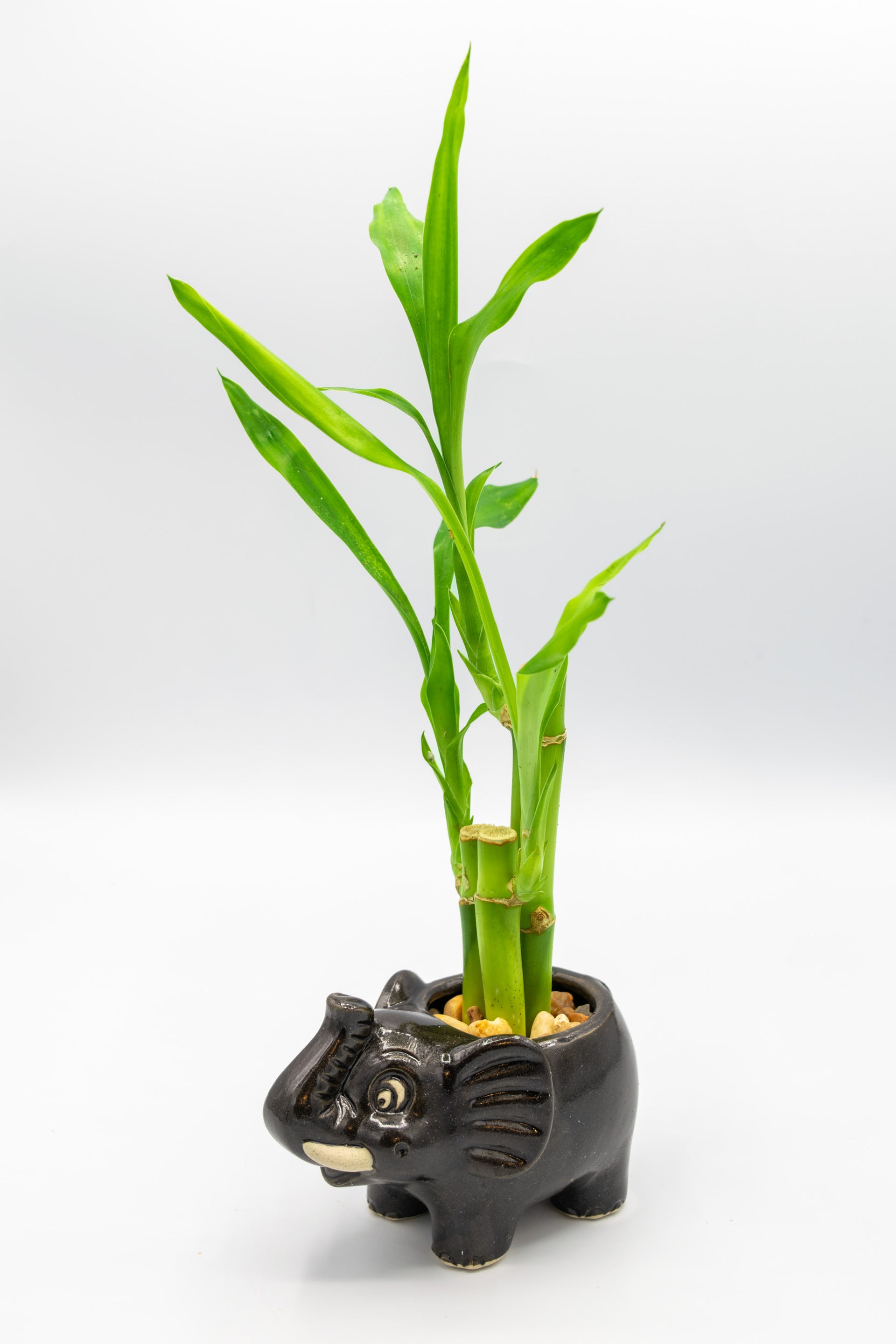 Shop Elephant Planter – Charming and Unique Garden Decor – Elemental Bonsai  Nursery