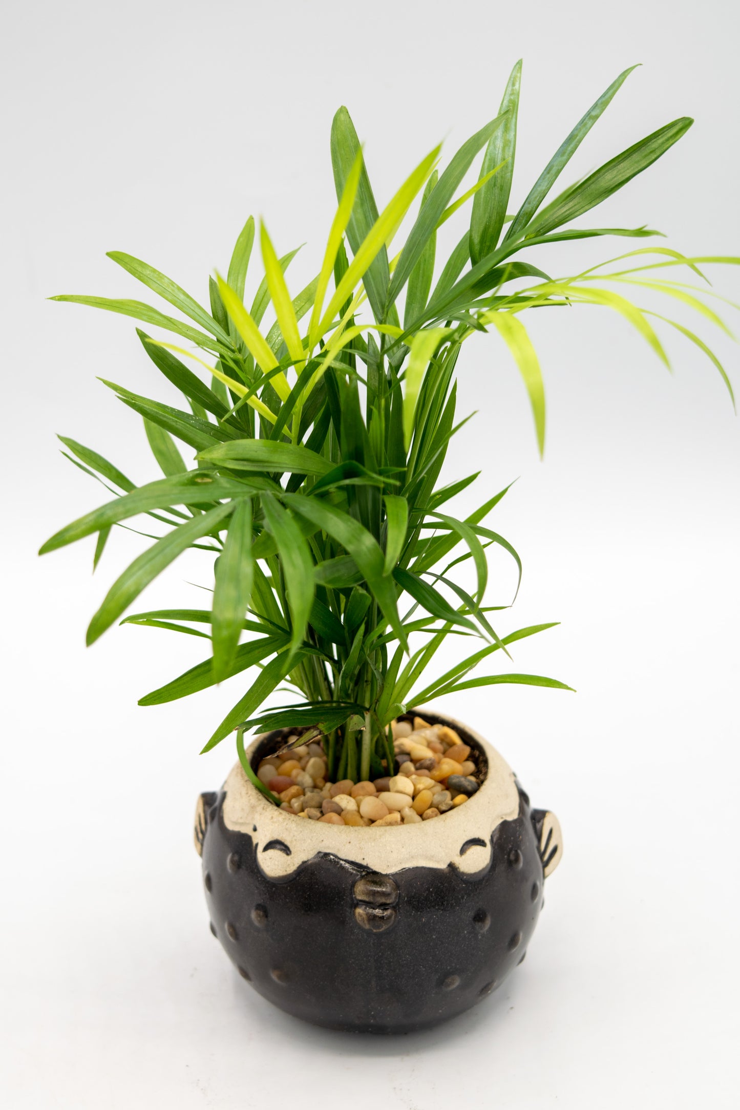 Blowfish Large Planter