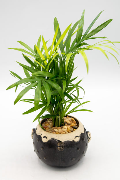 Blowfish Large Planter