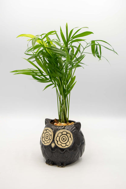 Owl Small Planter