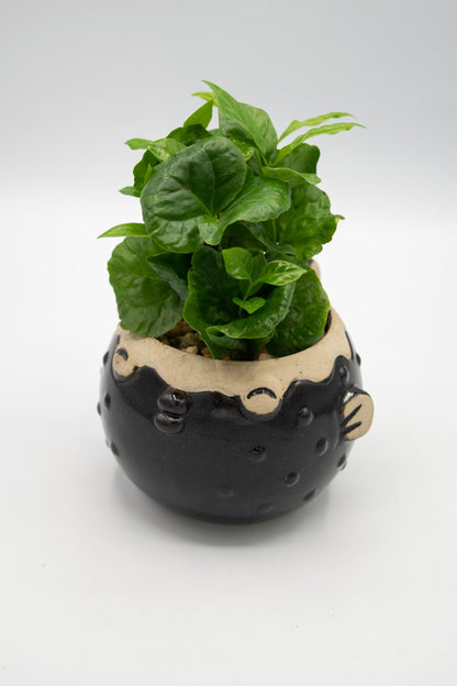 Blowfish Large Planter