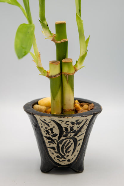 Orchid Planter