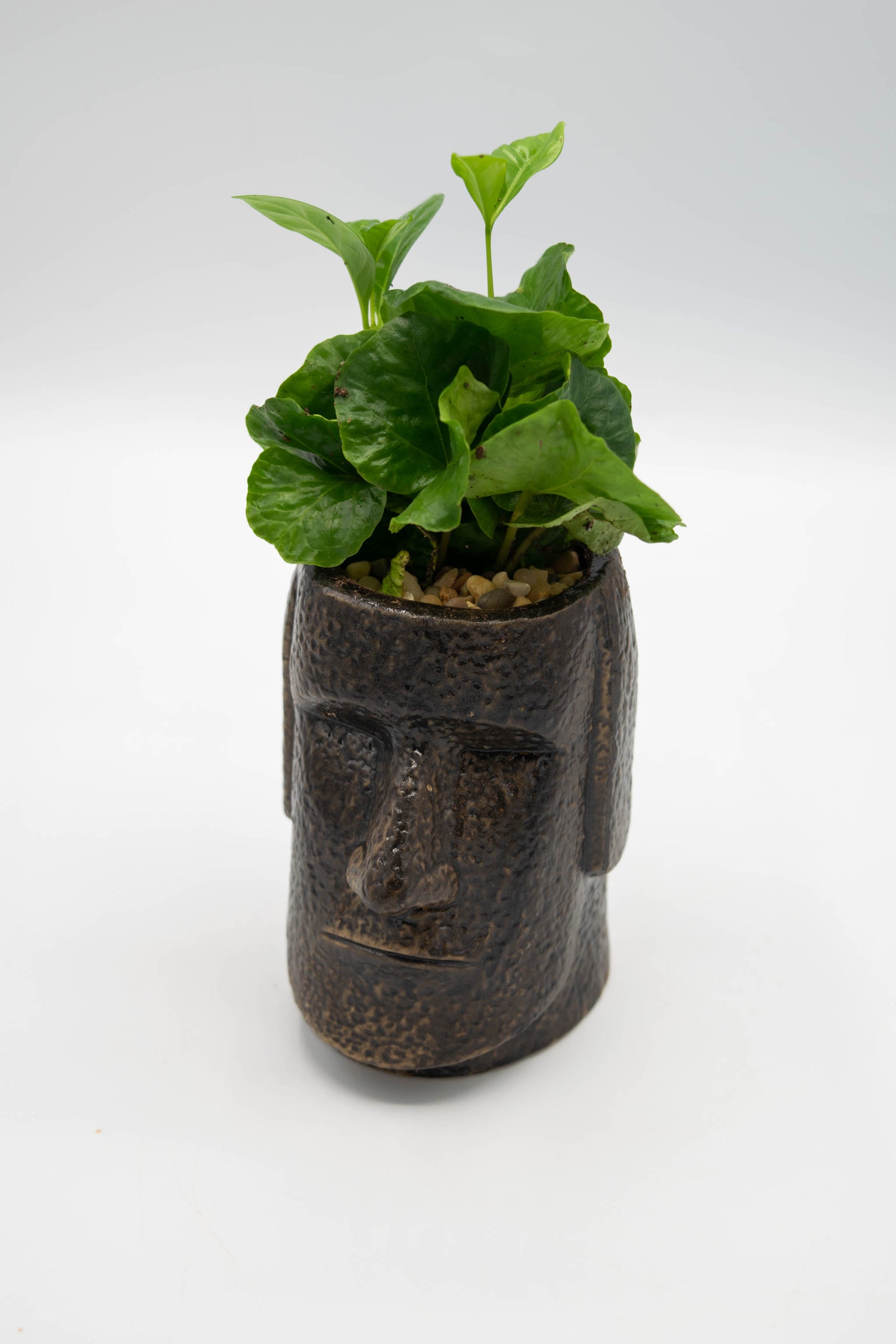Shop Easter Island Head Planter – Unique and Exotic Garden Decor –  Elemental Bonsai Nursery