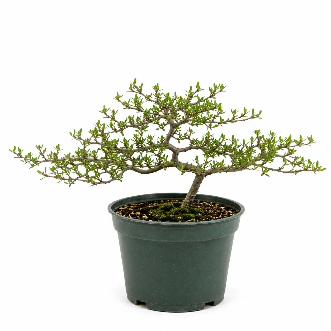 Black Olive in 6" Pot - Pre Bonsai