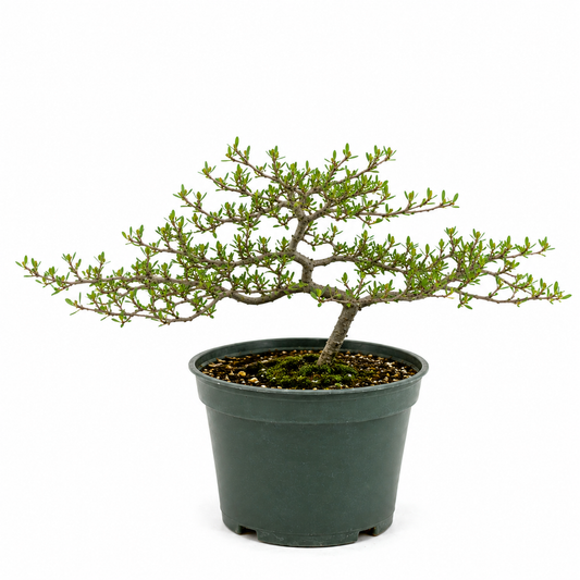Black Olive in 6" Pot - Pre Bonsai