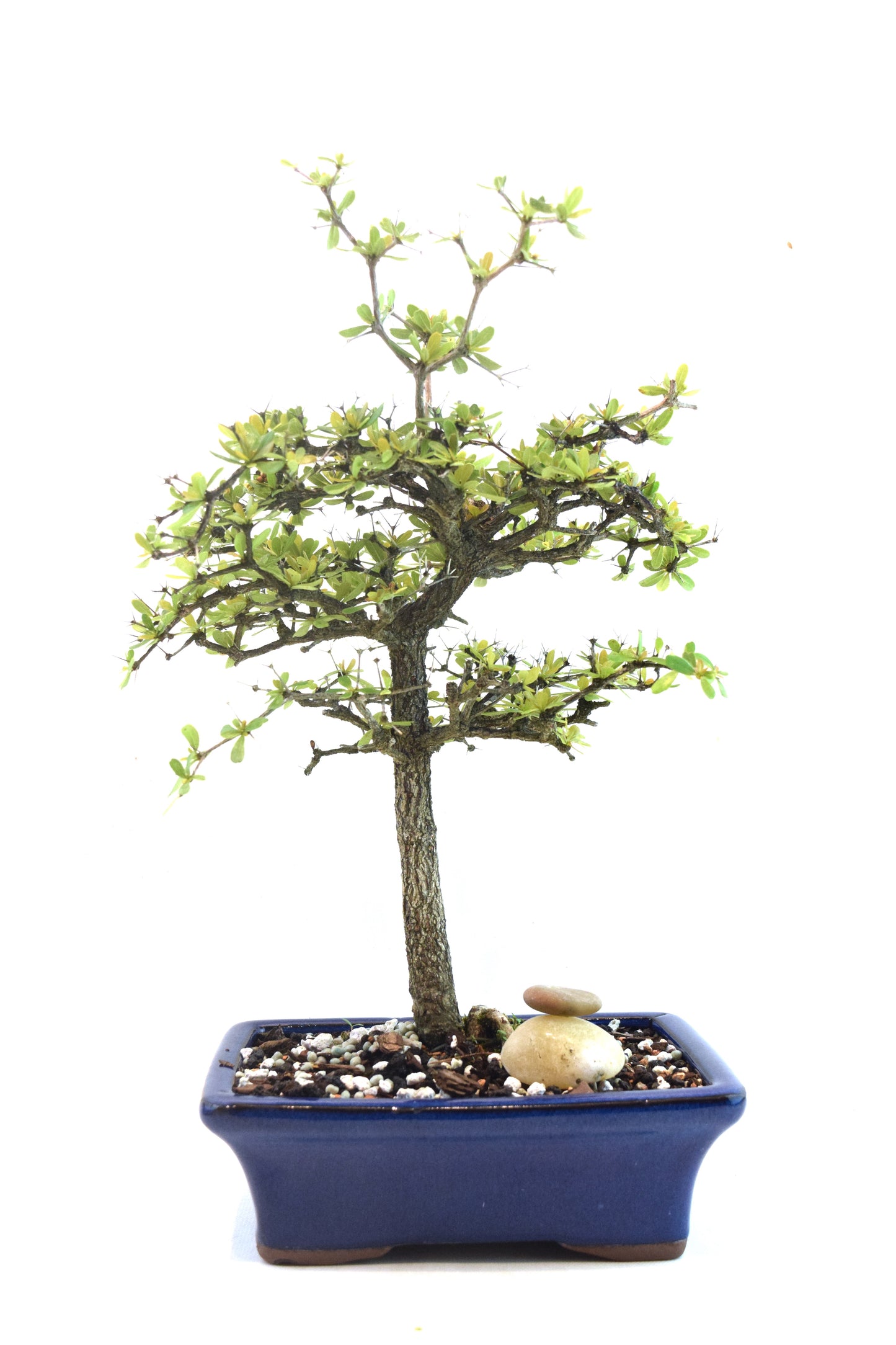 Black Olive Tree Bonsai Ceramic 7" Pot - One of a Kind Bonsai