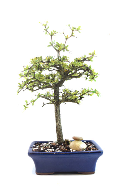 Black Olive Tree Bonsai Ceramic 7" Pot - One of a Kind Bonsai