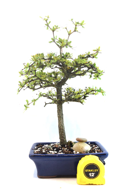 Black Olive Tree Bonsai Ceramic 7" Pot - One of a Kind Bonsai