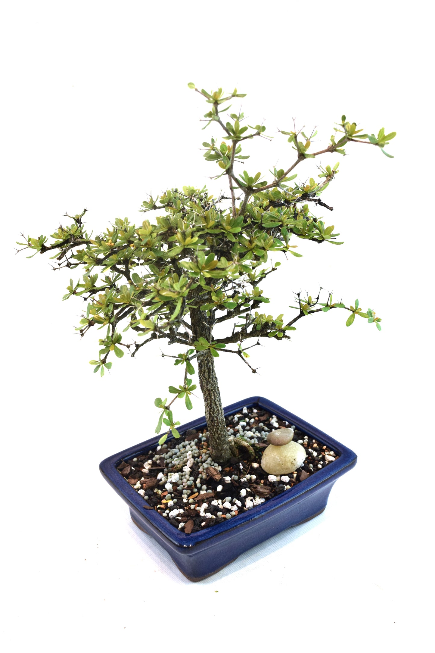 Black Olive Tree Bonsai Ceramic 7" Pot - One of a Kind Bonsai