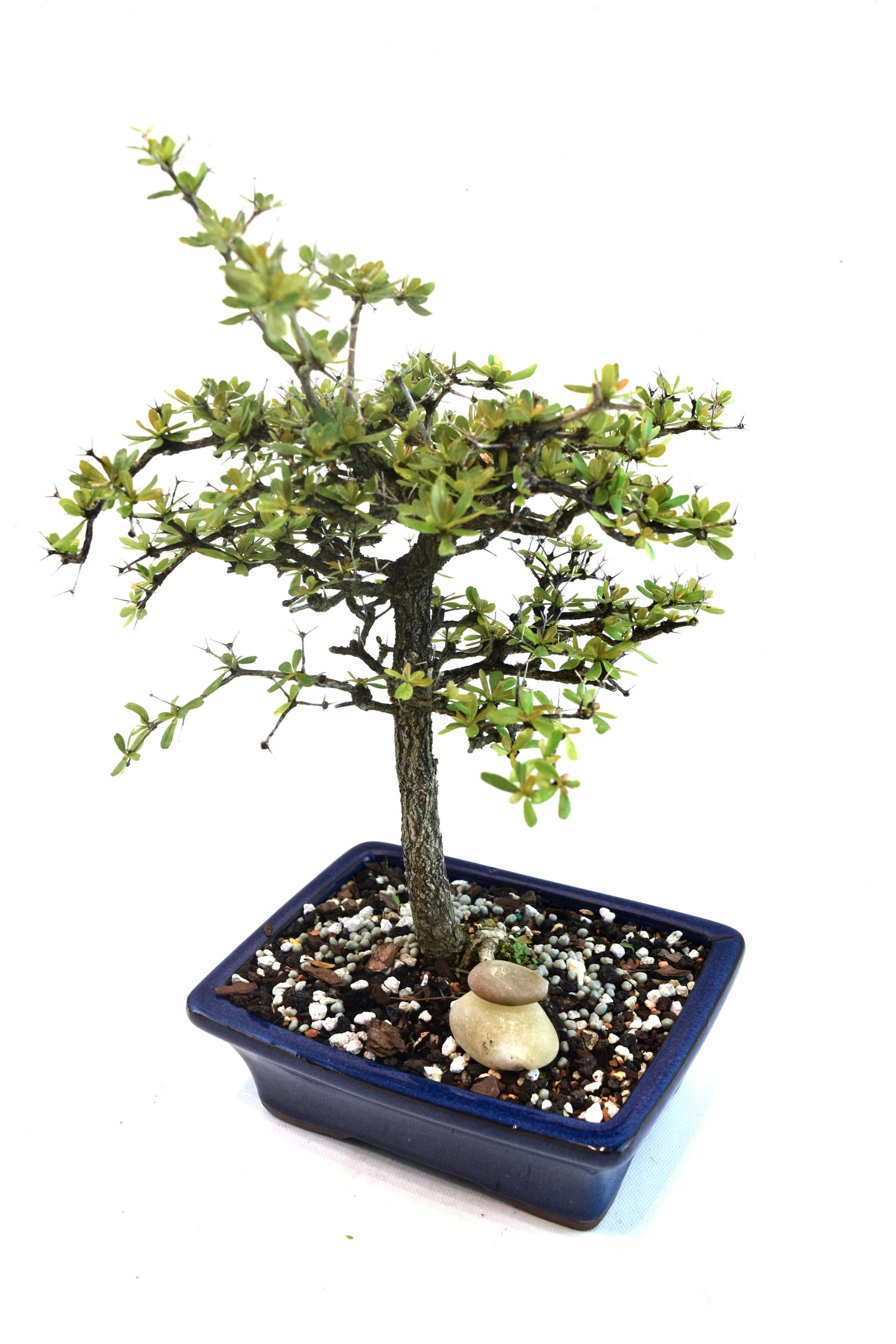 Black Olive Tree Bonsai Ceramic 7" Pot - One of a Kind Bonsai