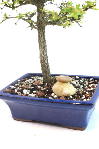 Black Olive Tree Bonsai Ceramic 7" Pot - One of a Kind Bonsai