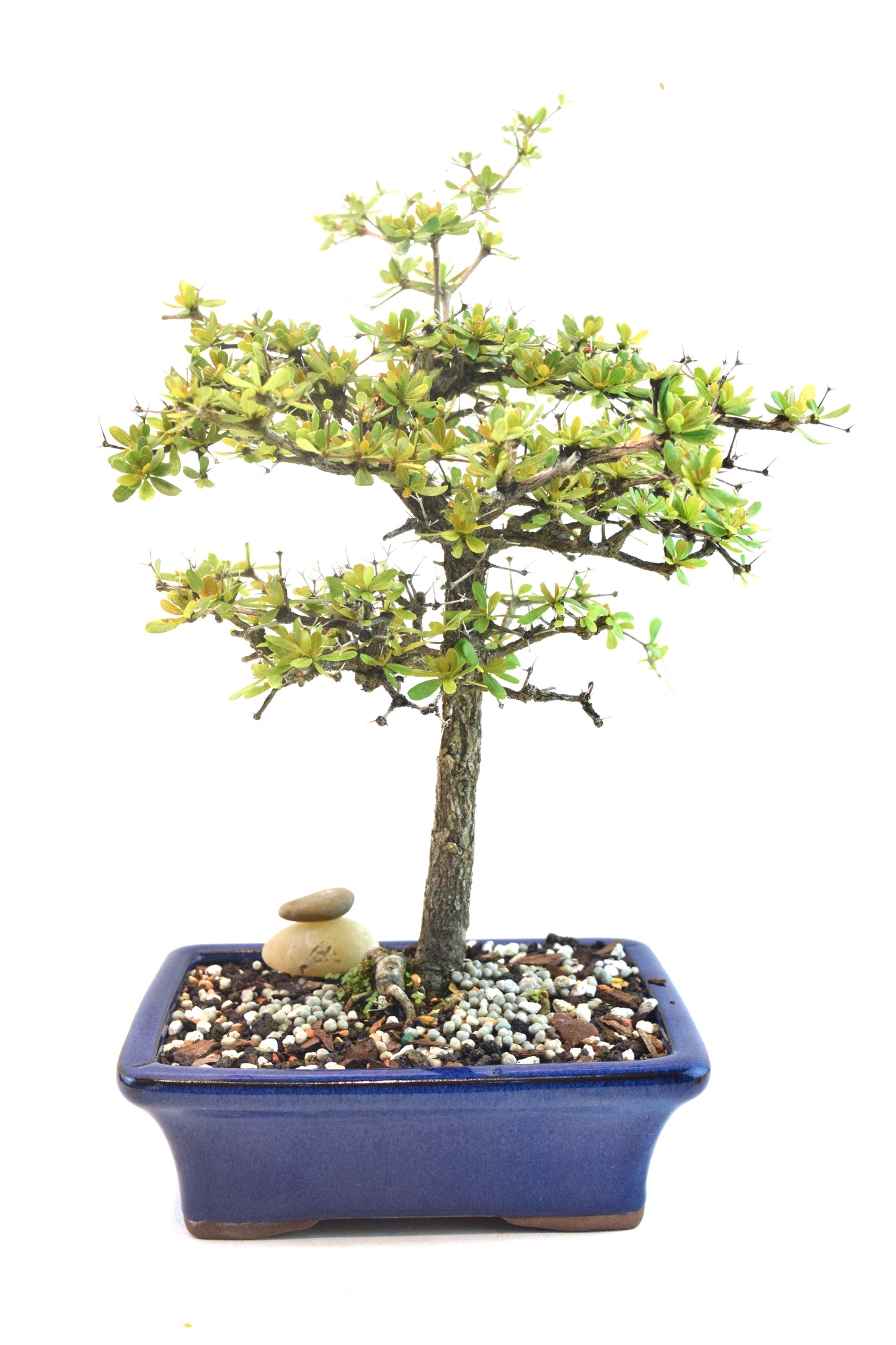 Black Olive Tree Bonsai Ceramic 7" Pot - One of a Kind Bonsai