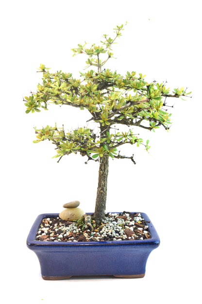 Black Olive Tree Bonsai Ceramic 7" Pot - One of a Kind Bonsai