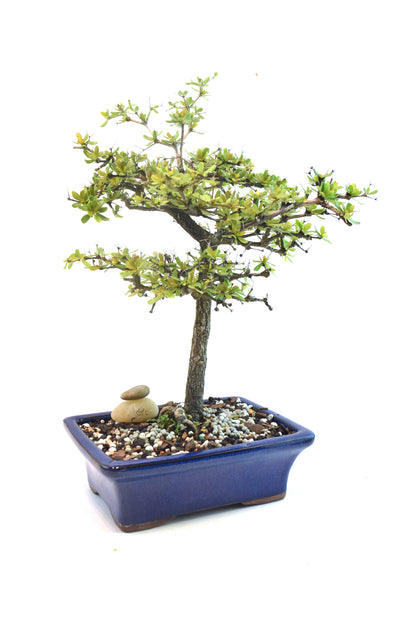 Black Olive Tree Bonsai Ceramic 7" Pot - One of a Kind Bonsai