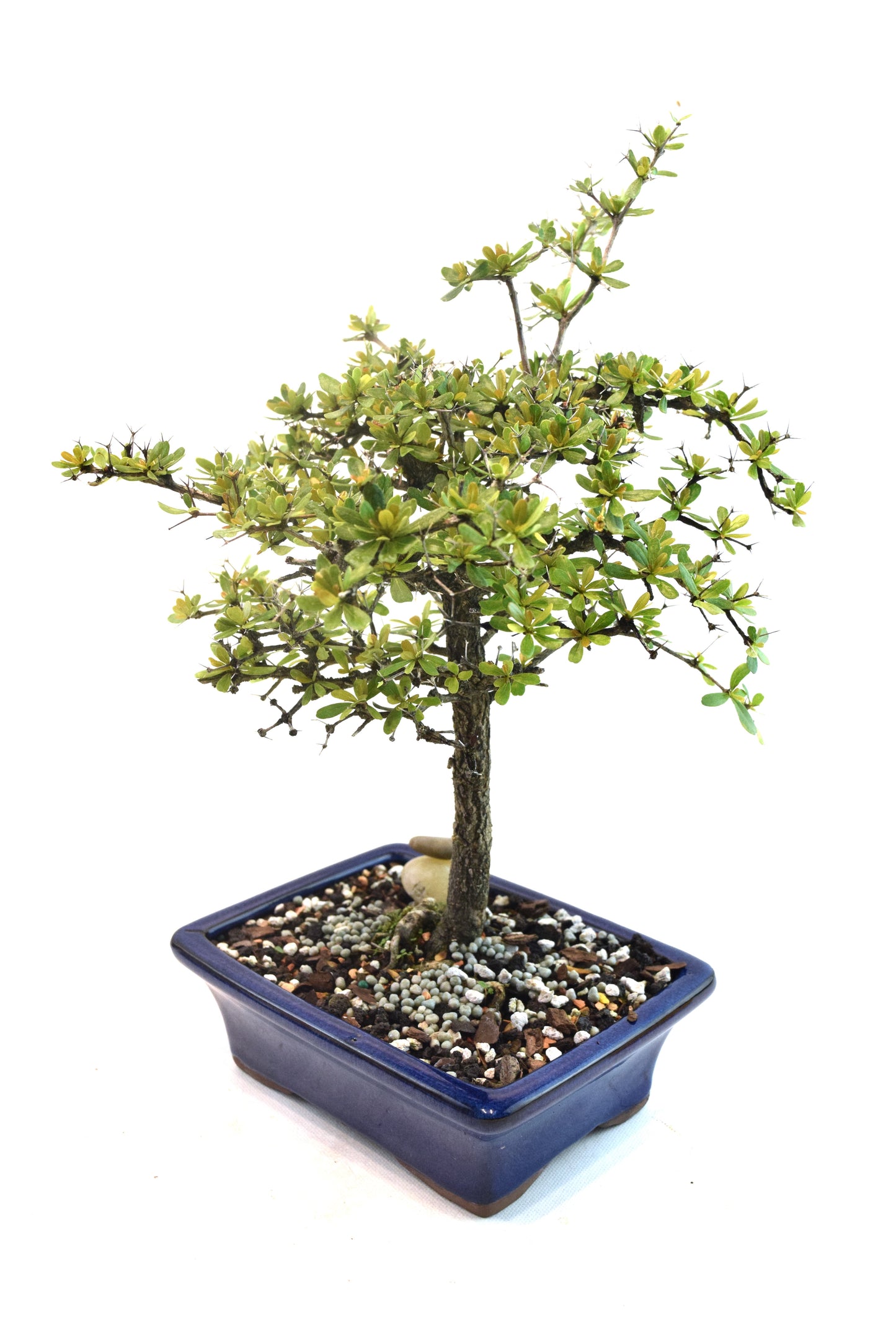 Black Olive Tree Bonsai Ceramic 7" Pot - One of a Kind Bonsai