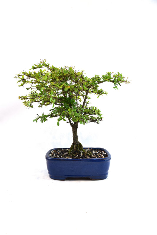 Black Olive Tree Bonsai Ceramic 7.5" Pot - One of a Kind Bonsai