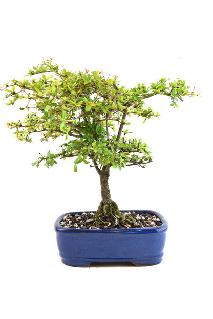 Black Olive Tree Bonsai Ceramic 7.5" Pot - One of a Kind Bonsai