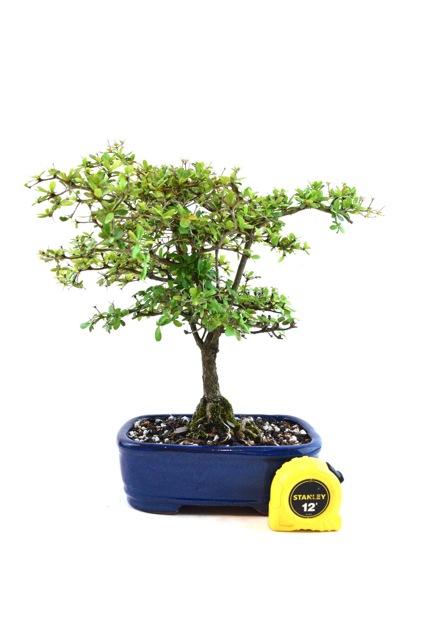 Black Olive Tree Bonsai Ceramic 7.5" Pot - One of a Kind Bonsai