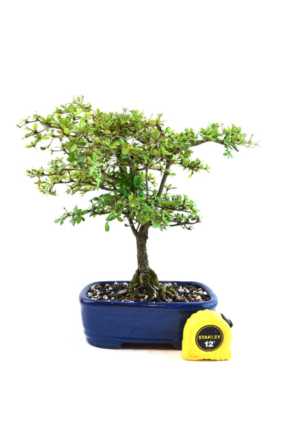 Black Olive Tree Bonsai Ceramic 7.5" Pot - One of a Kind Bonsai