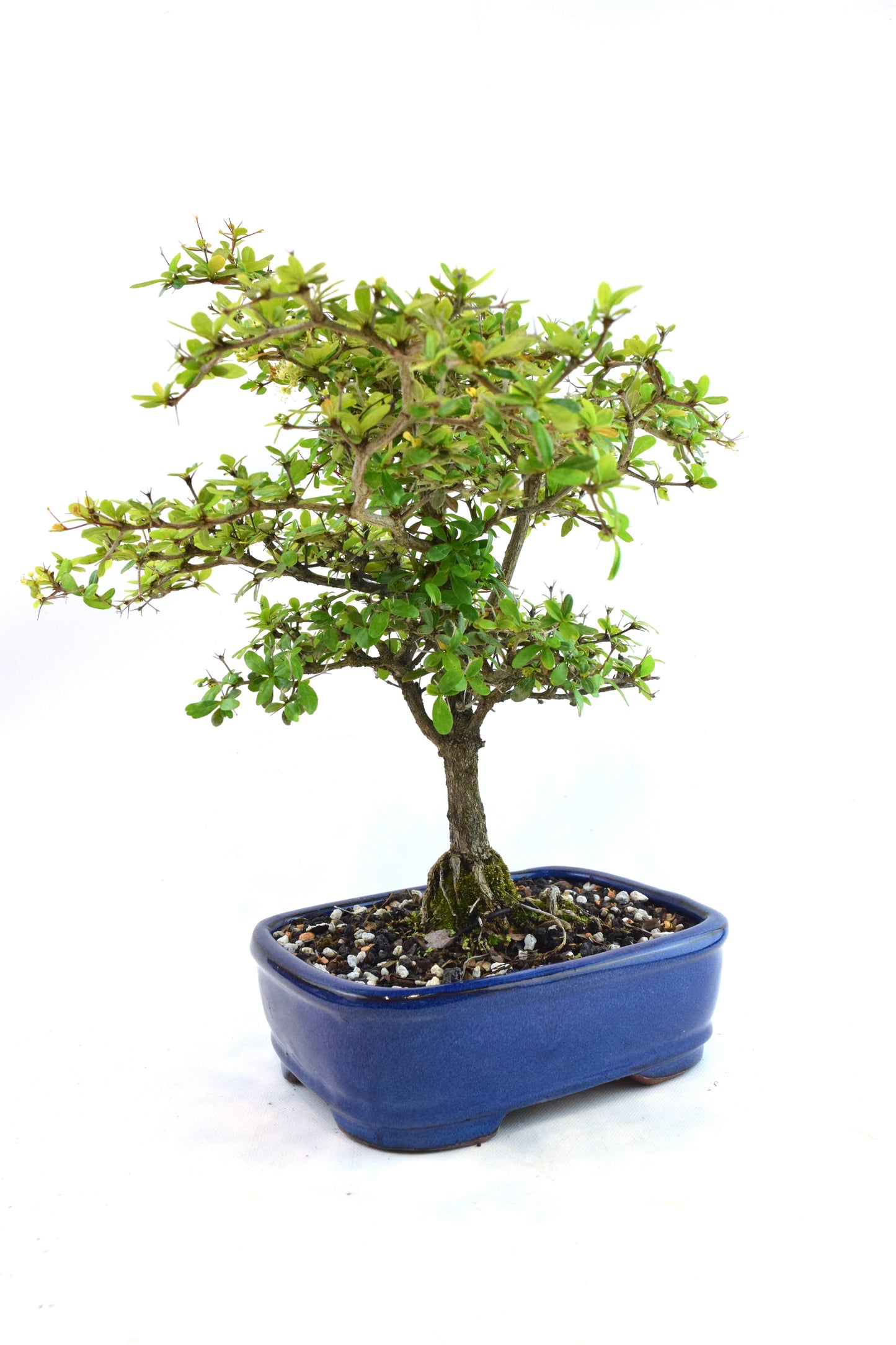 Black Olive Tree Bonsai Ceramic 7.5" Pot - One of a Kind Bonsai