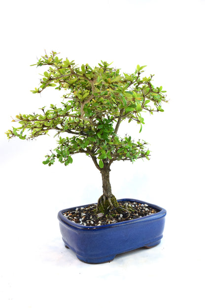 Black Olive Tree Bonsai Ceramic 7.5" Pot - One of a Kind Bonsai