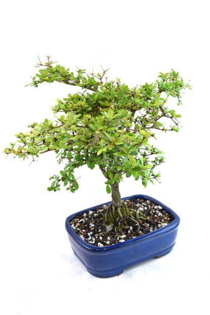 Black Olive Tree Bonsai Ceramic 7.5" Pot - One of a Kind Bonsai