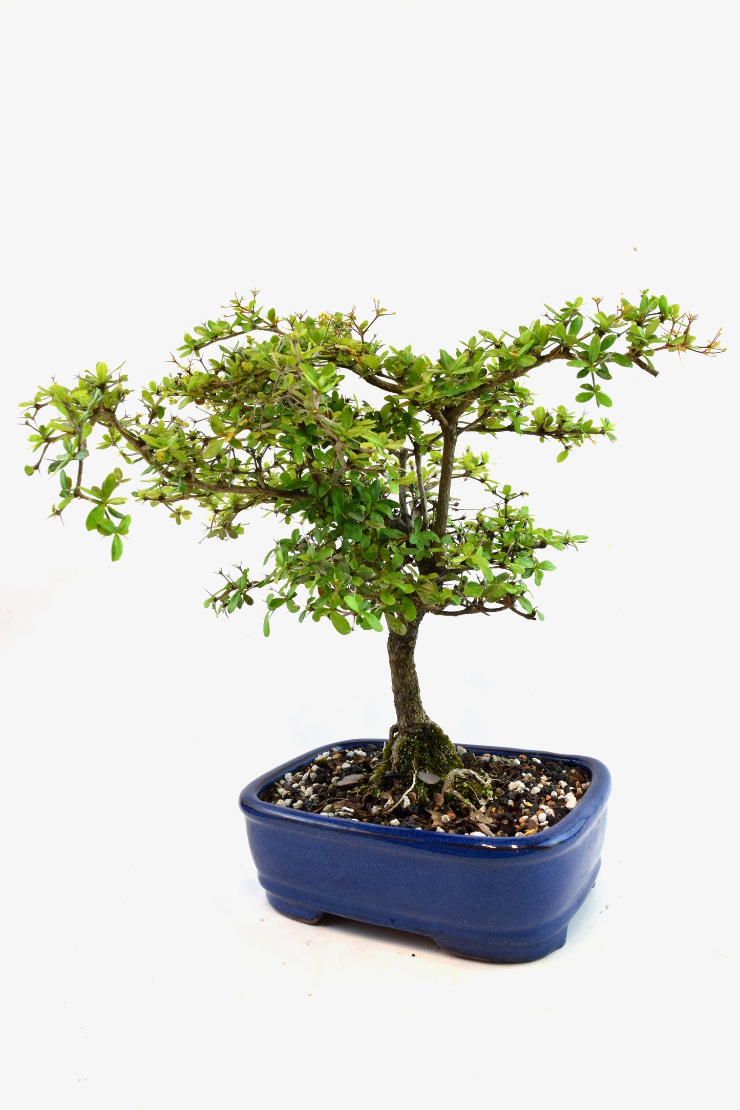 Black Olive Tree Bonsai Ceramic 7.5" Pot - One of a Kind Bonsai