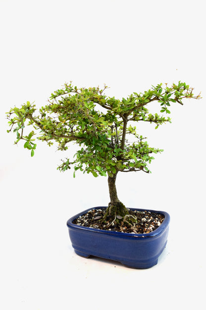 Black Olive Tree Bonsai Ceramic 7.5" Pot - One of a Kind Bonsai