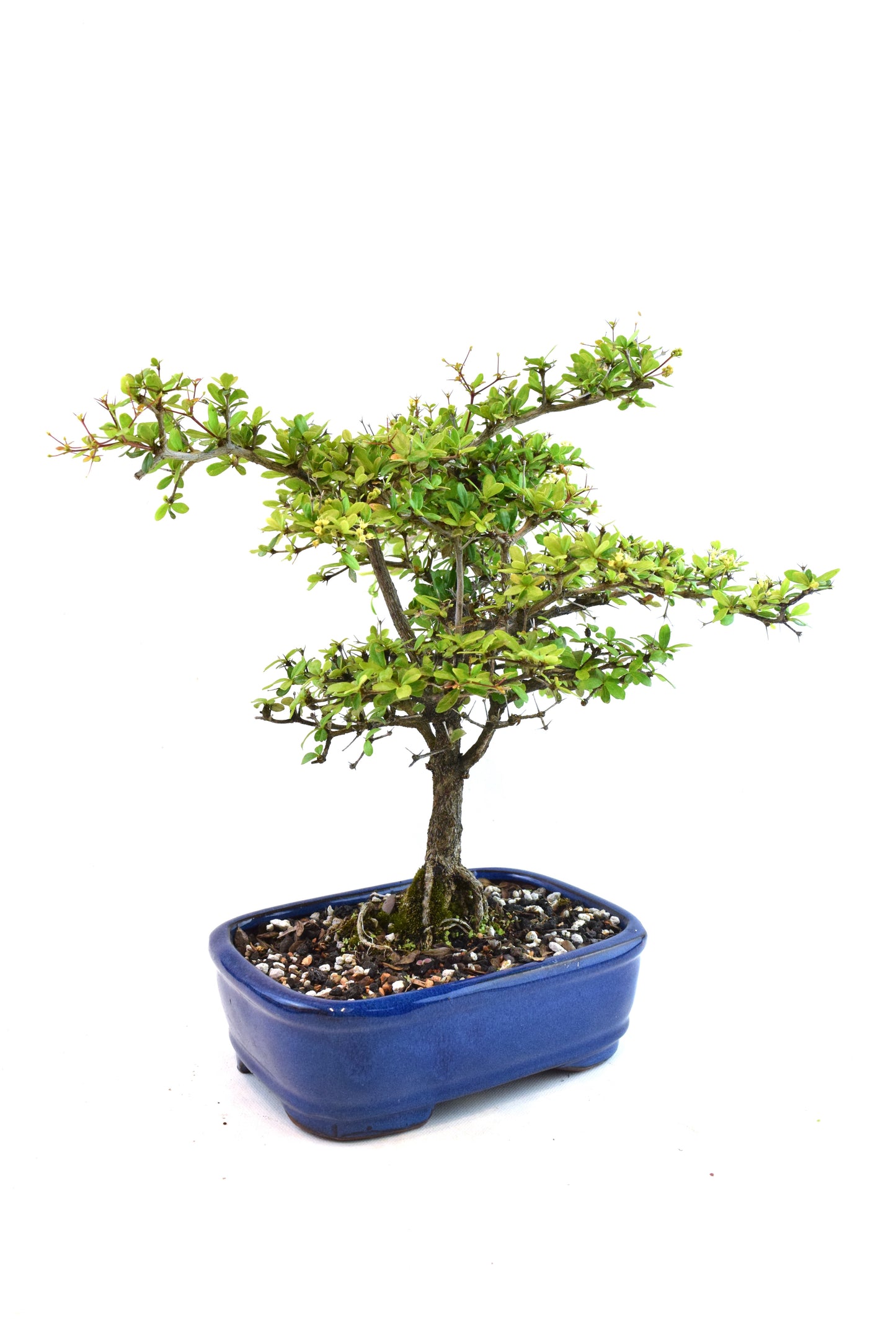 Black Olive Tree Bonsai Ceramic 7.5" Pot - One of a Kind Bonsai