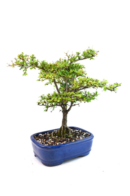 Black Olive Tree Bonsai Ceramic 7.5" Pot - One of a Kind Bonsai