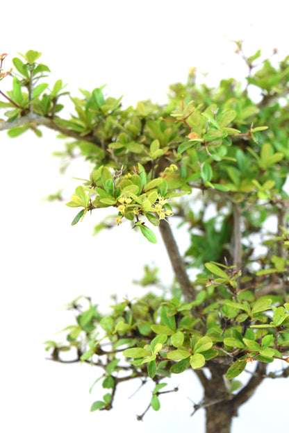 Black Olive Tree Bonsai Ceramic 7.5" Pot - One of a Kind Bonsai