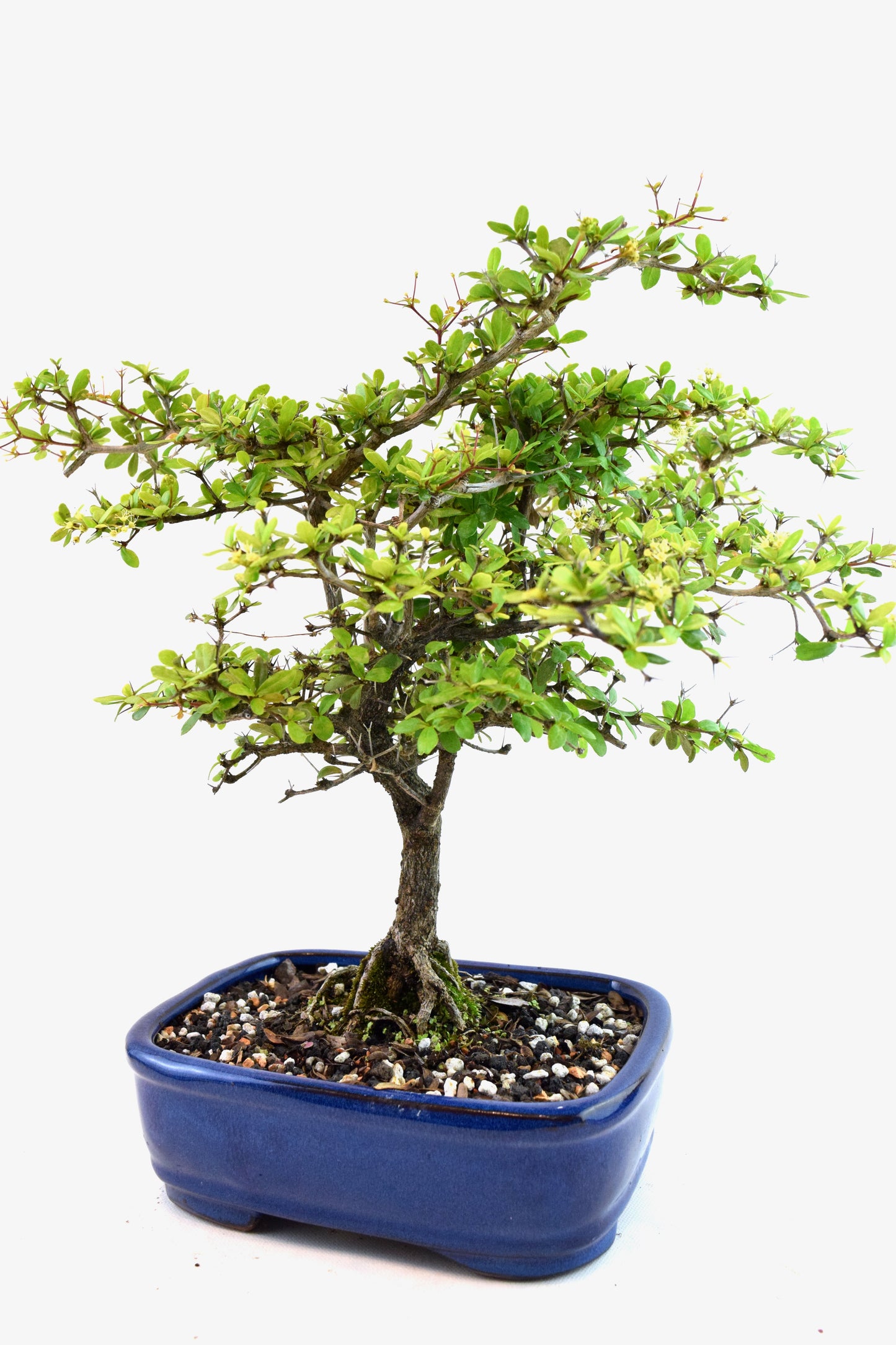 Black Olive Tree Bonsai Ceramic 7.5" Pot - One of a Kind Bonsai