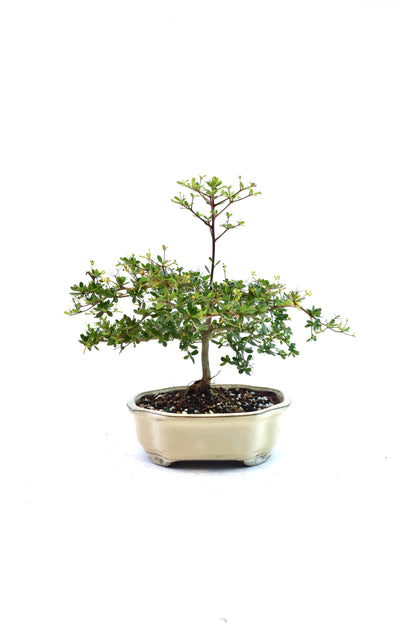 Black Olive Tree Bonsai Ceramic 7" Pot - One of a Kind Bonsai
